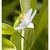 Flower Essence Services, Lemon Dropper, 0.25 oz Flower Essence Services, Lemon Dropper, 0.25 oz