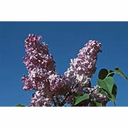 Flower Essence Services, Lilac Dropper, 0.25 oz