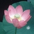 Flower Essence Services, Lotus Dropper, 1 oz Flower Essence Services, Lotus Dropper, 1 oz