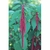 Flower Essence Services, Love-Lies-Bleeding Dropper, 0.25 oz Flower Essence Services, Love-Lies-Bleeding Dropper, 0.25 oz