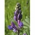 Flower Essence Services, Lupine Dropper, 1 oz Flower Essence Services, Lupine Dropper, 1 oz