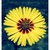 Flower Essence Services, Madia Dropper, 0.25 oz Flower Essence Services, Madia Dropper, 0.25 oz