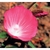 Flower Essence Services, Mallow Dropper, 1 oz Flower Essence Services, Mallow Dropper, 1 oz