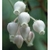 Flower Essence Services, Manzanita Dropper, 1 oz Flower Essence Services, Manzanita Dropper, 1 oz