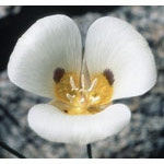 Flower Essence Services, Mariposa Lily Dropper, 0.25 oz