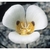 Flower Essence Services, Mariposa Lily Dropper, 1 oz Flower Essence Services, Mariposa Lily Dropper, 1 oz