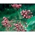 Flower Essence Services, Milkweed Dropper, 0.25 oz Flower Essence Services, Milkweed Dropper, 0.25 oz