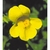 Flower Essence Services, Mimulus Dropper, 0.25 oz Flower Essence Services, Mimulus Dropper, 0.25 oz