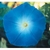 Flower Essence Services, Morning Glory Dropper, 1 oz