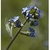 Flower Essence Services, Mountain Forget-Me-Not Dropper, 1 oz