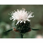Flower Essence Services, Mountain Pennyroyal Dropper, 0.25 oz
