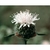 Flower Essence Services, Mountain Pennyroyal Dropper, 1 oz Flower Essence Services, Mountain Pennyroyal Dropper, 1 oz