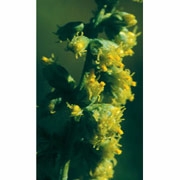 Flower Essence Services, Mugwort Dropper, 0.25 oz