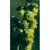 Flower Essence Services, Mugwort Dropper, 0.25 oz Flower Essence Services, Mugwort Dropper, 0.25 oz