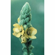 Flower Essence Services, Mullein Dropper, 1 oz