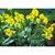 Flower Essence Services, Mustard Dropper, 1 oz Flower Essence Services, Mustard Dropper, 1 oz