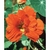 Flower Essence Services, Nasturtium Dropper, 0.25 oz Flower Essence Services, Nasturtium Dropper, 0.25 oz