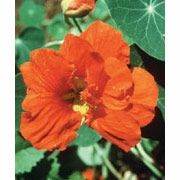Flower Essence Services, Nasturtium Dropper, 1 oz