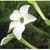 Flower Essence Services, Nicotiana Dropper, 0.25 oz Flower Essence Services, Nicotiana Dropper, 0.25 oz