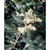 Flower Essence Services, Olive Dropper, 0.25 oz Flower Essence Services, Olive Dropper, 0.25 oz
