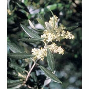 Flower Essence Services, Olive Dropper, 1 oz