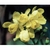Flower Essence Services, Oregon Grape Dropper, 0.25 oz Flower Essence Services, Oregon Grape Dropper, 0.25 oz