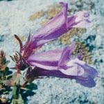 Flower Essence Services, Penstemon Dropper, 0.25 oz