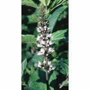 Flower Essence Services, Peppermint Dropper, 0.25 oz