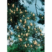 Flower Essence Services, Pine Dropper, 1 oz