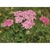 Flower Essence Services, Pink Yarrow Dropper, 1 oz Flower Essence Services, Pink Yarrow Dropper, 1 oz