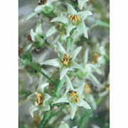 Flower Essence Services, Poison Oak Dropper, 0.25 oz