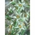 Flower Essence Services, Poison Oak Dropper, 1 oz Flower Essence Services, Poison Oak Dropper, 1 oz