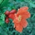 Flower Essence Services, Pomegranate Dropper, 0.25 oz Flower Essence Services, Pomegranate Dropper, 0.25 oz