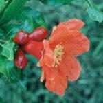 Flower Essence Services, Pomegranate Dropper, 1 oz
