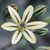 Flower Essence Services, Pretty Face Dropper, 0.25 oz Flower Essence Services, Pretty Face Dropper, 0.25 oz