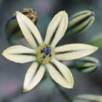 Flower Essence Services, Pretty Face Dropper, 1 oz