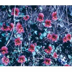 Flower Essence Services, Purple Monkeyflower Dropper, 0.25 oz