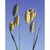 Flower Essence Services, Quaking Grass Dropper, 0.25 oz Flower Essence Services, Quaking Grass Dropper, 0.25 oz
