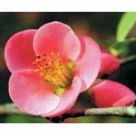 Flower Essence Services, Quince Dropper, 0.25 oz