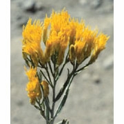 Flower Essence Services, Rabbitbrush Dropper, 1 oz