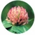 Flower Essence Services, Red Clover Dropper, 1 oz Flower Essence Services, Red Clover Dropper, 1 oz
