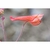 Flower Essence Services, Red Larkspur Dropper, 0.25 oz Flower Essence Services, Red Larkspur Dropper, 0.25 oz