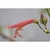 Flower Essence Services, Red Penstemon Dropper, 1 oz Flower Essence Services, Red Penstemon Dropper, 1 oz