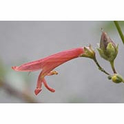 Flower Essence Services, Red Penstemon Dropper, 1 oz