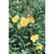 Flower Essence Services, Rock Rose Dropper, 1 oz Flower Essence Services, Rock Rose Dropper, 1 oz
