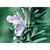 Flower Essence Services, Rosemary Dropper, 0.25 oz Flower Essence Services, Rosemary Dropper, 0.25 oz