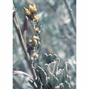 Flower Essence Services, Sagebrush Dropper, 1 oz