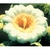 Flower Essence Services, Saguaro Dropper, 0.25 oz Flower Essence Services, Saguaro Dropper, 0.25 oz