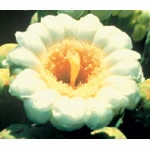 Flower Essence Services, Saguaro Dropper, 0.25 oz