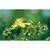 Flower Essence Services, Saint John's Wort Dropper, 1 oz Flower Essence Services, Saint John's Wort Dropper, 1 oz